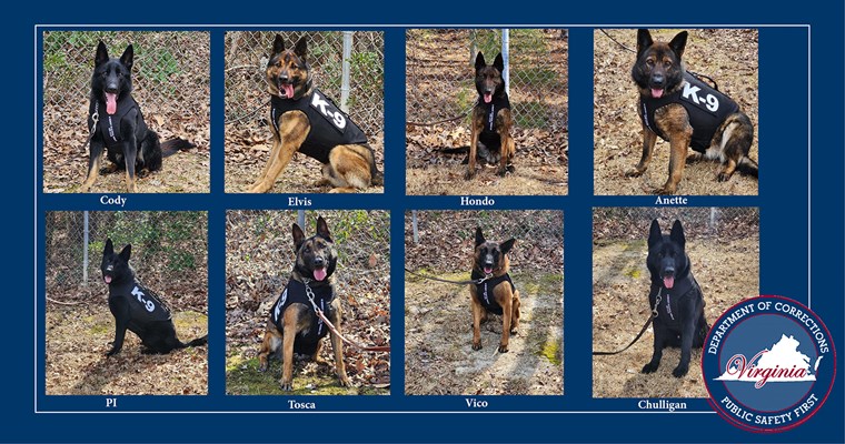 VADOC K9s Anette, Chulligan, Cody, Hondo, PI, Elvis, Vico, and Tosca