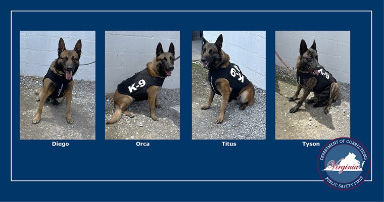 VADOC K9s Diego, Orco, Titus, and Tyson wearing protective vests.