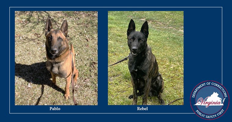 Virginia Department of Corrections K9s Pablo and Rebel