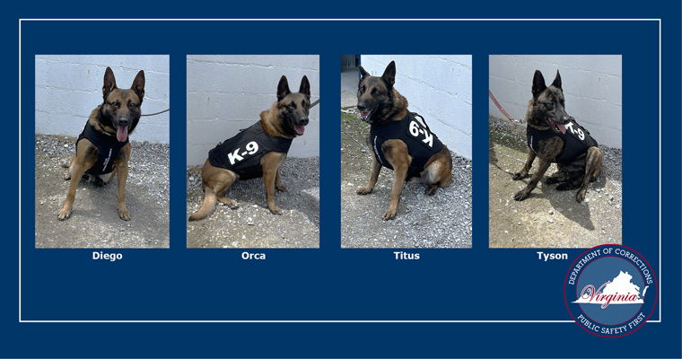 VADOC K9s Diego, Orca, Titus, and Tyson wearing protective vests.